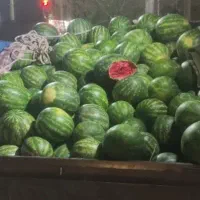 هندوانه‌ گاوی کیلویی 5