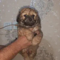 توله سگ نژاد تری یر.جنسیت نر