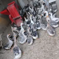 فروش غاز گوشتی