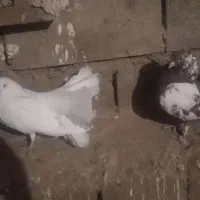 دوعدد کبوترچتری