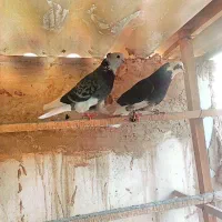 کفتر پرشی|پرنده|قم, سرحوض|دیوار