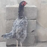 مرغ لاری افغان دنگ بالا|حیوانات مزرعه|تاتار علیا, |دیوار