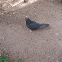 کبوتر|پرنده|بم, |دیوار