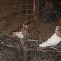 کفتر|پرنده|جوین, |دیوار