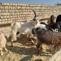 نر بز شیرازی