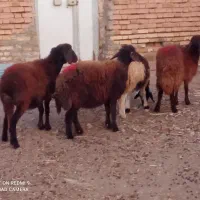 بره ماده چهار عدد قرمز لخت وسفید پلنگی دامازلق|حیوانات مزرعه|خواجه, |دیوار