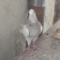 طوقی جوانه نرو ماده