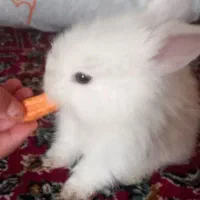 خرگوش