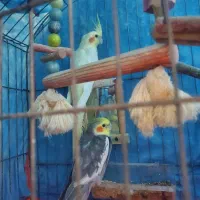 عروس هلندی جفت