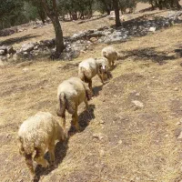 میش و بره