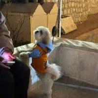 واگذاری سگ شیتزو آروم و بی صدا