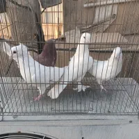 کفتررنگی وسرخ پرشی دم سفید