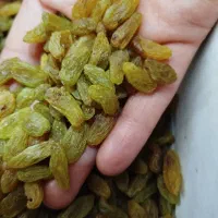 بادام .کشمش. آلو بخارا|خوردنی و آشامیدنی|شاهرود, |دیوار