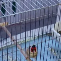 سهره مست دهن زنگی