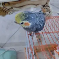 عروس هلندی دوعدد|پرنده|مشهد, امیریه|دیوار