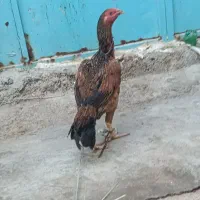 مرغ|حیوانات مزرعه|کنارک, |دیوار