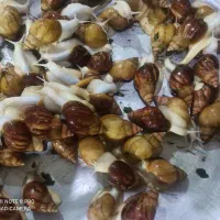 حلزون زیر قیمت بازار