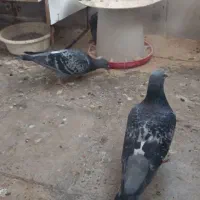 پلاکی|پرنده|محمدشهر, هزار واحدی|دیوار