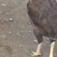 مرغ لاری|حیوانات مزرعه|سرخنکلاته, |دیوار