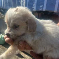 واگذاری توله تریر|سگ|لاهیجان, لیالستان|دیوار