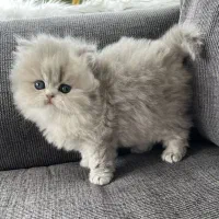 خاصترین گربهها با ضمانت کامل سلامت