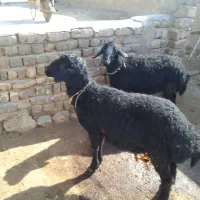 فروش‌بره‌قوچ‌قرقزل