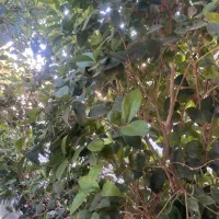 زمین عیش آباد