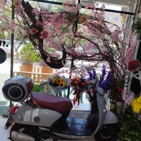 ms150cc