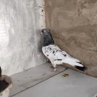 کبوتر کله سیاه|پرنده|گنبد کاووس, |دیوار