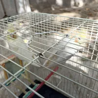 یک جفت عروس هلندی به همراه دو جوجه