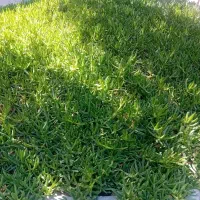 گل یخ|گل و گیاه طبیعی|بیرجند, |دیوار