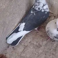 کفتر پرشی غریب سه تا یکجا