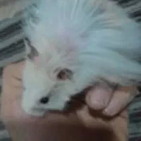 واگذاری همستر