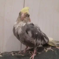 عروس هلندی خاکستری