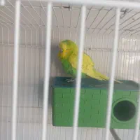 مرغ عشق انگلیسی