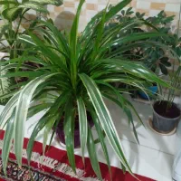 گل پاندانوس