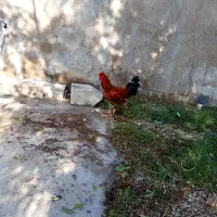 خروس مرغ محلی|حیوانات مزرعه|گتوند, |دیوار