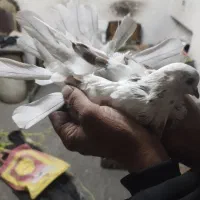 کفتراصفهانی‌بازیکن