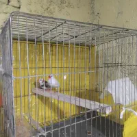 پرنده|پرنده|ایرانشهر, |دیوار