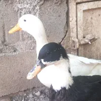 اردک