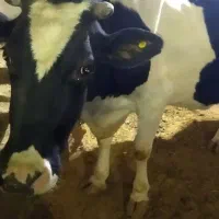 گاو شیری|حیوانات مزرعه|چهاردولی, |دیوار