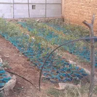 نهال پسته پیوندی اکبری و غیر پیوندی