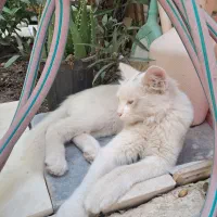 واگذاری گربه رایگان