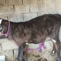 گاو گوساله
