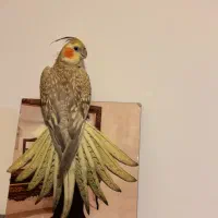 عروس هلندی گمشده|حیوانات|اندیشه, اندیشه فاز ۱|دیوار