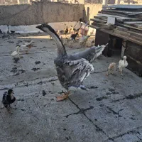 غاز خونگی|حیوانات مزرعه|فردیس, شهرک شهید حسینی|دیوار