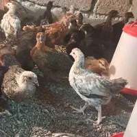 جوجه محلی