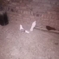 یک جفت نرو ماده|پرنده|بیرانوند, |دیوار