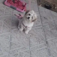 گم‌شدن سگ خانگی در خلیج ۹سرابتاوه