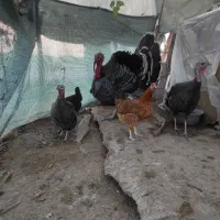 بوقلمون نر سنگین|حیوانات مزرعه|بندر گناوه, |دیوار